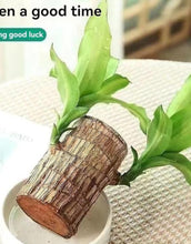 Brazilian lucky bamboo live plant-Pack of 1